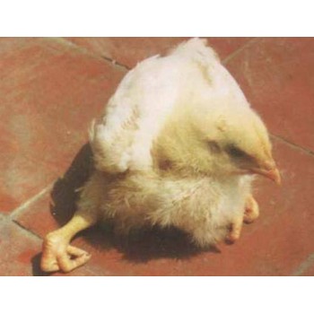 雞突然站不起來怎么處理站不起來是什么原因