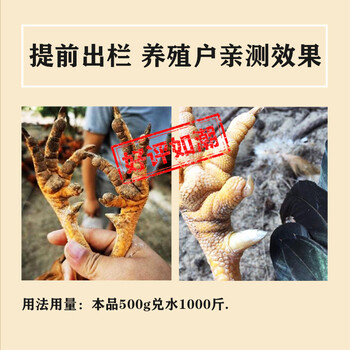 加快土雞長(zhǎng)蹬爪的技巧吃什么能讓土雞的腳蹬長(zhǎng)的長(zhǎng)點(diǎn)