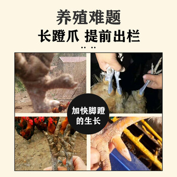 加快土雞長(zhǎng)蹬爪的技巧吃什么能讓土雞的腳蹬長(zhǎng)的長(zhǎng)點(diǎn)