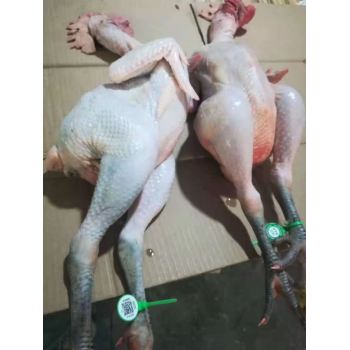 熟食二维码鸡鸭脚环禽类屠宰可追溯系统一物一码标识