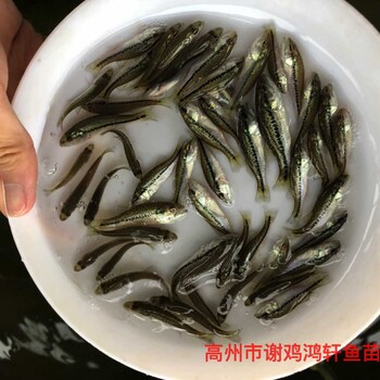 馴化大口黑鱸魚苗加州鱸魚苗出售淡水鱸魚苗批發質優