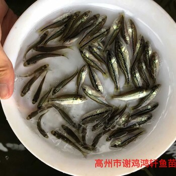 馴化大口黑鱸魚苗加州鱸魚苗出售淡水鱸魚苗批發質優