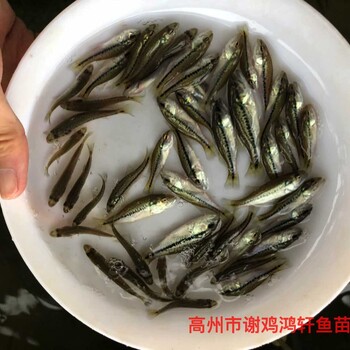 馴化大口黑鱸魚苗加州鱸魚苗出售淡水鱸魚苗批發質優