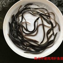 白鳝鱼苗美洲鳗鱼苗出售花鳗鱼苗批发养殖基地图片