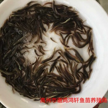 養(yǎng)殖基地臺灣泥鰍苗出售泥鰍苗臺灣一號大泥鰍泥鰍魚苗批發(fā)
