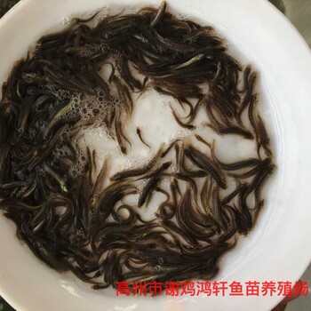養(yǎng)殖基地臺灣泥鰍苗出售泥鰍苗臺灣一號大泥鰍泥鰍魚苗批發(fā)