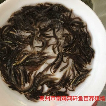 養(yǎng)殖基地臺灣泥鰍苗出售泥鰍苗臺灣一號大泥鰍泥鰍魚苗批發(fā)