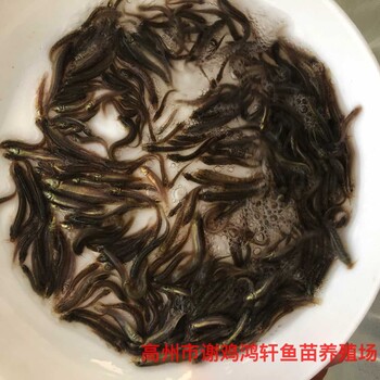 養(yǎng)殖基地臺灣泥鰍苗出售泥鰍苗臺灣一號大泥鰍泥鰍魚苗批發(fā)