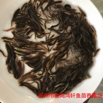 養(yǎng)殖基地臺灣泥鰍苗出售泥鰍苗臺灣一號大泥鰍泥鰍魚苗批發(fā)