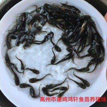 黃鯰魚(yú)苗批發(fā)雜交黃鯰魚(yú)苗雜交南方大口鯰魚(yú)苗出售質(zhì)優(yōu)