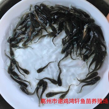黃鯰魚(yú)苗批發(fā)雜交黃鯰魚(yú)苗雜交南方大口鯰魚(yú)苗出售質(zhì)優(yōu)