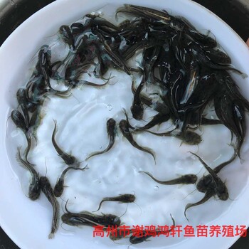 黃鯰魚(yú)苗批發(fā)雜交黃鯰魚(yú)苗雜交南方大口鯰魚(yú)苗出售質(zhì)優(yōu)