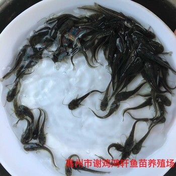 黃鯰魚(yú)苗批發(fā)雜交黃鯰魚(yú)苗雜交南方大口鯰魚(yú)苗出售質(zhì)優(yōu)