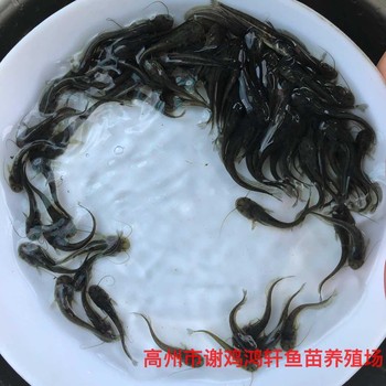 杂交黄鲶鱼苗杂交南方大口鲶鱼苗出售黄鲶鱼苗批发质优