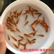 質(zhì)優(yōu)紅羅非魚苗單性紅羅非魚苗彩虹鯛魚苗
