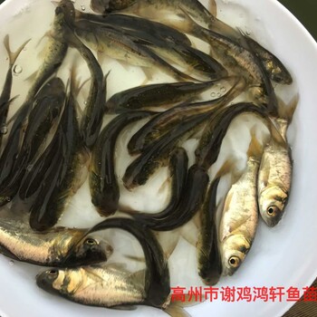 全國包運費縮骨大頭魚苗縮骨大頭魚苗仙骨花鰱魚苗