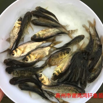 全国包运费缩骨大头鱼苗缩骨大头鱼苗仙骨花鲢鱼苗