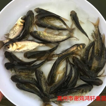 全国包运费缩骨大头鱼苗缩骨大头鱼苗仙骨花鲢鱼苗