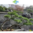 重慶渝北庭院黑山石布置渝北公園黑山石景觀渝北園區(qū)黑山石批發(fā)