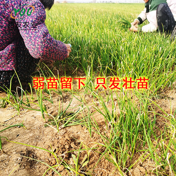 河南洋蔥苗供應(yīng)紅皮洋蔥種苗二紅洋蔥秧苗河西半高樁洋蔥種子