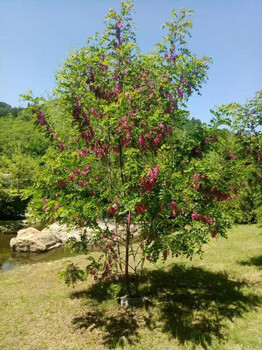 香花槐根紅花槐根香花槐樹根紅花槐種根紅花槐種根