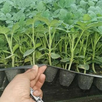 遂寧嫁接甜瓜苗育苗廠育薄脆甜甜瓜種苗品種