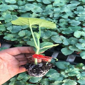 廊坊育苗廠育甜瓜種苗品種博洋九種植