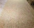 荆州沙市植物纤维毯每平方价格多少