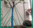 内蒙古大树支撑绿化镀锌管批发供应图片