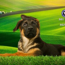 深入了解中国德国牧羊犬犬舍：培育品质的伙伴