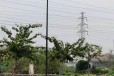 萍乡7米太阳能路灯，太阳能路灯当地厂家