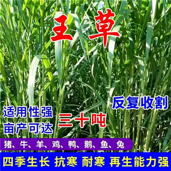 黑龙江伊春常青草种草籽代理商批发路基边坡绿化草籽