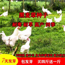 廣東江門常青草種草籽代理商批發(fā)園林綠化工程草種籽