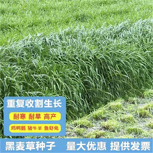 遼寧丹東常青草種草籽專(zhuān)賣(mài)店批發(fā)三葉草草子