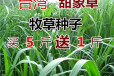 江西赣州常青草种草籽批发市场批发耐寒草的种子