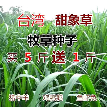 江西赣州常青草种草籽批发市场批发耐寒草的种子