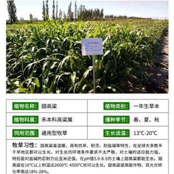 甘肅酒泉常青草種草籽交易市場(chǎng)批發(fā)邊坡草子