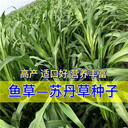 新疆巴音郭楞常青草種草籽廠家批發(fā)狗牙根草子