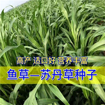 西藏拉薩常青草種草籽廠家批發(fā)鐵路邊坡綠化種子