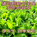 四川眉山常青草種草籽專營店批發(fā)路基邊坡綠化草籽種子