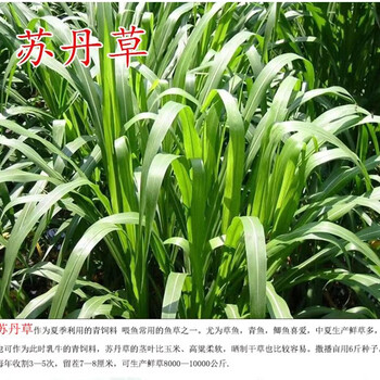 河南周口常青草種草籽種子站批發耐澇草種
