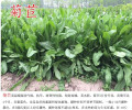 江西南昌常青草种草籽厂家批发边坡常用种子