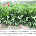 山東濟(jì)寧常青草種草籽種子站批發(fā)鐵路邊坡綠化種子