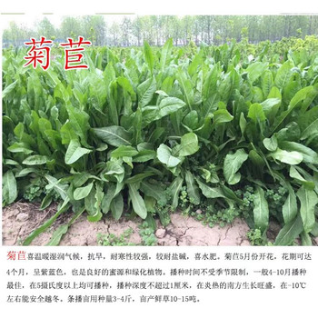 山東濟寧常青草種草籽種子站批發(fā)鐵路邊坡綠化種子