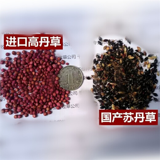 山西朔州常青草種草籽種子站批發(fā)紅三葉草籽種子