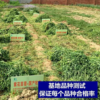 新疆吐魯番常青草種草籽公司批發(fā)園林綠化工程種子