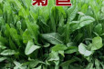 西藏拉萨常青草种草籽厂家批发铁路边坡绿化种子