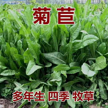 西藏拉萨常青草种草籽厂家批发铁路边坡绿化种子