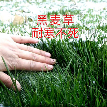 西藏拉薩常青草種草籽廠家批發(fā)鐵路邊坡綠化種子