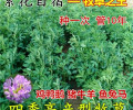 贵州黔南常青草种草籽经销商批发高边坡绿化种子
